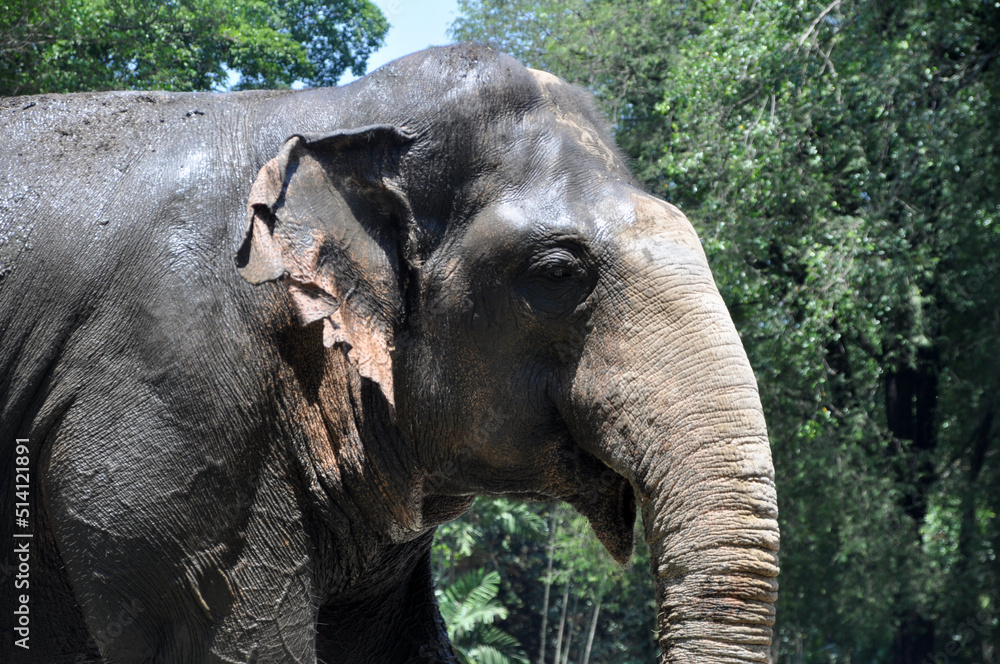 Fototapeta premium Sumatra elephant in wildlife green background outdoor