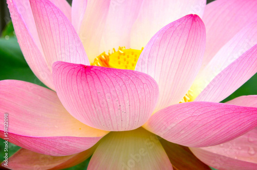 Blossoming lotus flowers