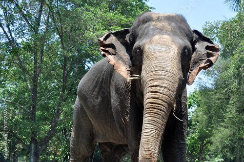 Canvas Print Sumatra elephant in wildlife green background outdoor