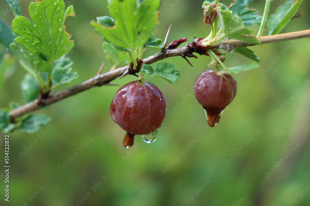 Ripe red gooseberries fruit on a branch covered by raindrops. Ribes uva-crispa on summer after rain Ripe red gooseberries fruit on a branch covered by raindrops. Ribes uva-crispa on summer after rain