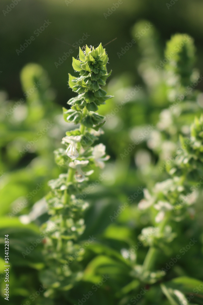 White flowers of Basil plant in a vegetable garden on a sunny day. Ocimum basilicum White flowers of Basil plant in a vegetable garden on a sunny day. Ocimum basilicum