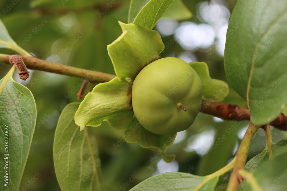 Close-up of green unripe Kaki or Persimmon fruit on branch on summer. Diospyros kaki in the garden Close-up of green unripe Kaki or Persimmon fruit on branch on summer. Diospyros kaki in the garden