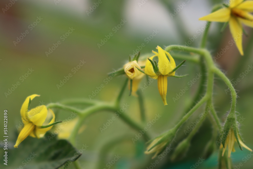 Flowering tomato plant in the vegtable garden. Yellow Solanum lycopersicum flowers on summer Flowering tomato plant in the vegtable garden. Yellow Solanum lycopersicum flowers on summer