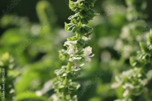 White flowers of Basil plant in a vegetable garden on a sunny day. Ocimum basilicum 
