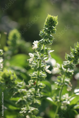 White flowers of Basil plant in a vegetable garden on a sunny day. Ocimum basilicum 