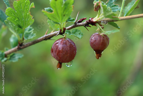 Ripe red gooseberries fruit on a branch covered by raindrops. Ribes uva-crispa on summer after rain