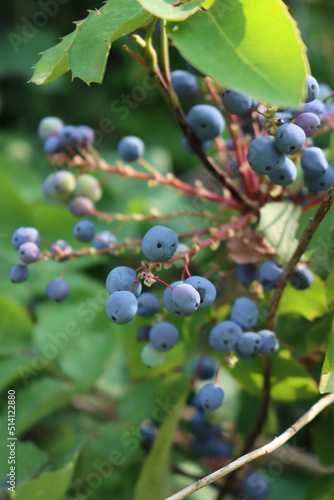 Close-up of Mahonia aquifolium bush with blue berries on branches in the garden. Mahonia bush on summer