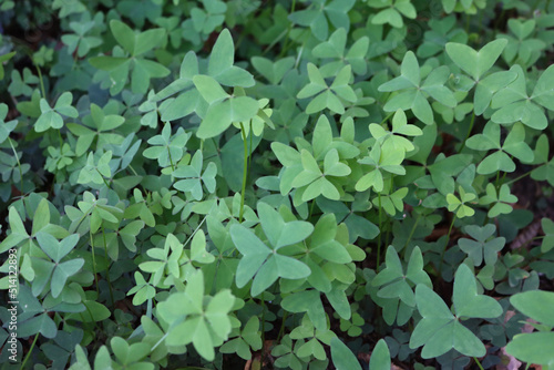 Oxalis acetosella latifolia plant  in the garden. Oxalis latifolia on summer