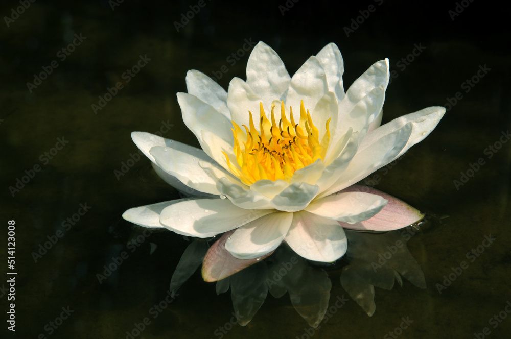 blossoming white water lilly blossoming white water lilly