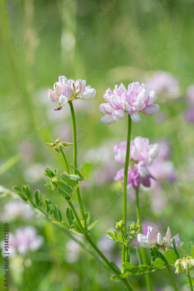 Inflorescence of purple crownvwtch (Securigera varia). Inflorescence of purple crownvwtch (Securigera varia).