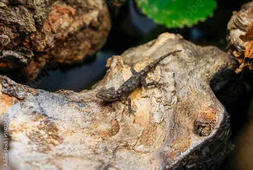 This lizard named Latin (Mediodactylus heterocercum) lives in the Southeastern region of Turkey. It feeds on insects at night. This dotograph was taken in a 700-year-old tree hollow in Diyarbakir. © selim