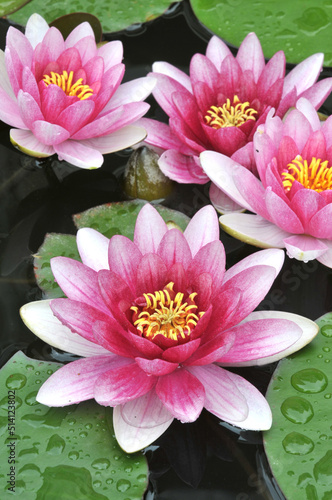 blossoming pink water lilly
