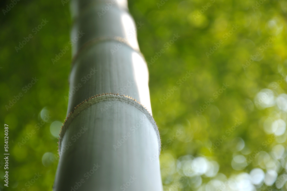 sun shining through the bamboo forest sun shining through the bamboo forest