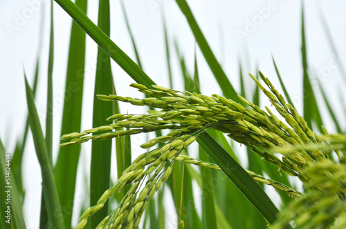 The green wheat fields  growing  full of vitality