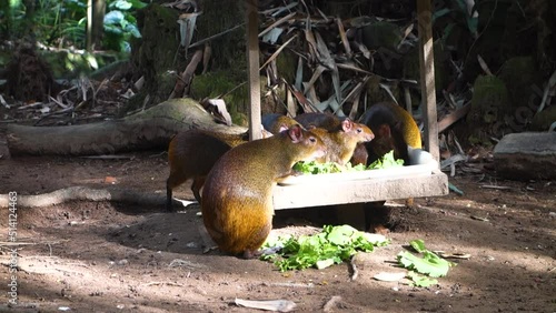 Family of various agouti eating lettuce from wooden container in jungle environment zoo enclosure