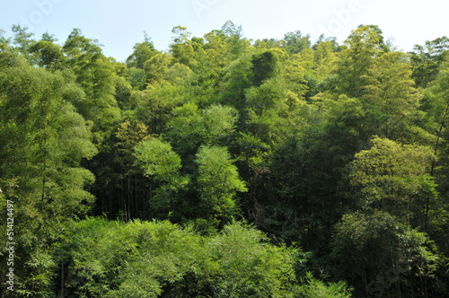 bamboo forest