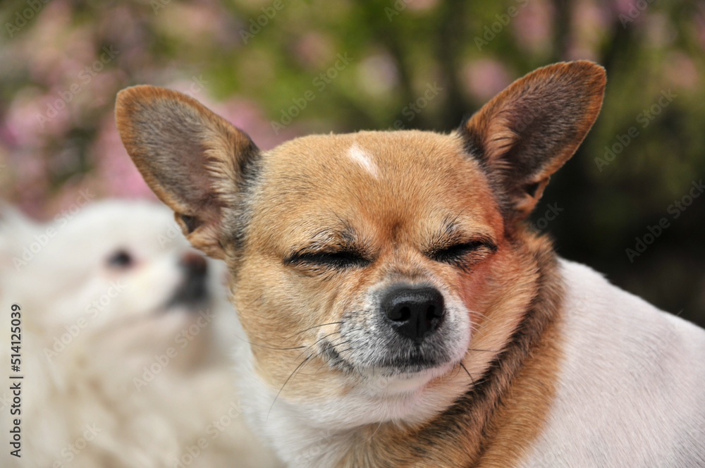 close up of a dogs