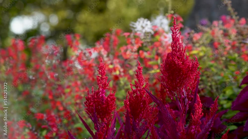 ケイトウが色づき、風に揺れる季節