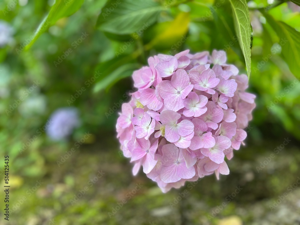 ピンク色の紫陽花
