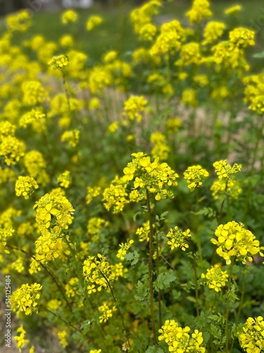 揺れる黄色い菜の花