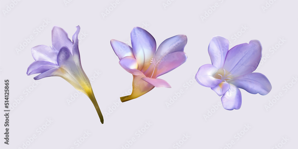 Purple freesia flower bud drawings Purple freesia flower bud drawings