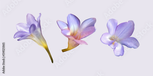Purple freesia flower bud drawings