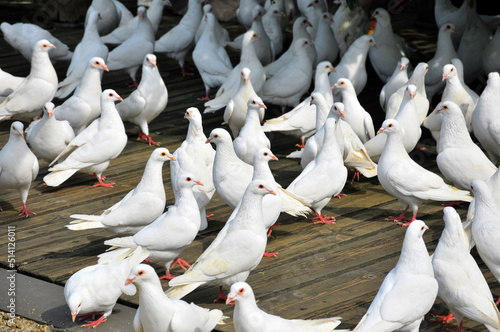 white doves