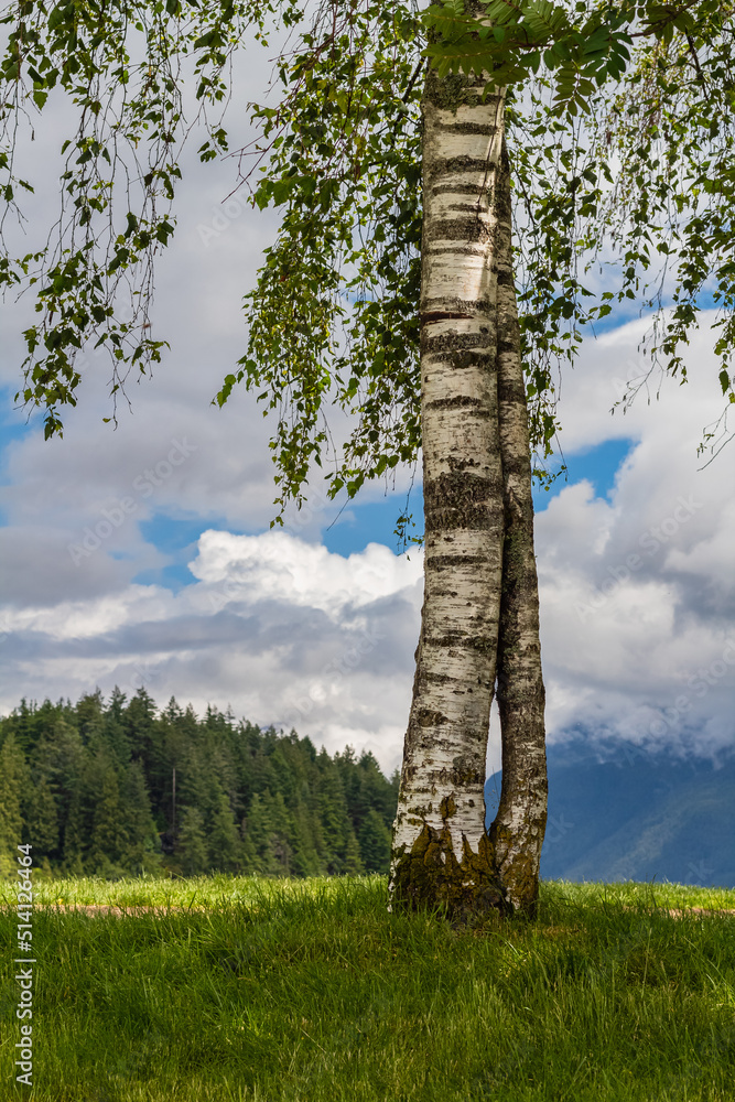 Fototapeta premium Lonely birch on the green hill. Summer sunny day. Beautiful tree in the park.