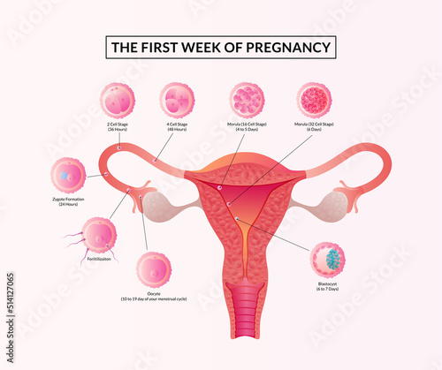 The First week of Pregnancy, Stages of human embryonic development from ovulation to implantation. photo