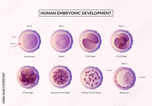 Stages of human embryonic development.from ovulation to implantation. Fetal development photo
