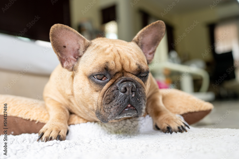 Sleepy French bulldog lying on brown pillow indoor.