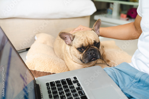French bulldog lying on pillow looking to laptop on man's lap. 