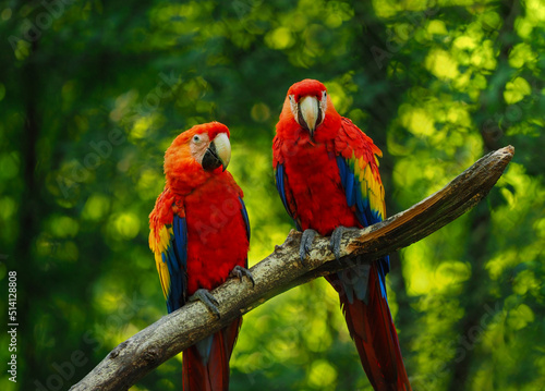 Two ara parrots on brunch with green background. Photo with positive emotion. Can it use as potrait for adverb in zoo, pet shop, protected and other. Two birds in nature. Very colour animal... photo