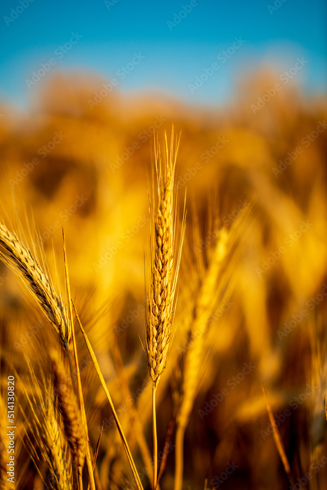Obraz premium golden wheat field at sunset, shallow depth of field