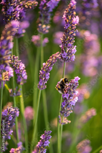 bee on lavender © Dirk