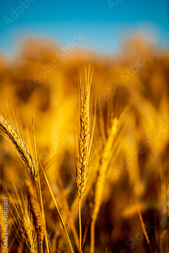 golden wheat field at sunset  shallow depth of field