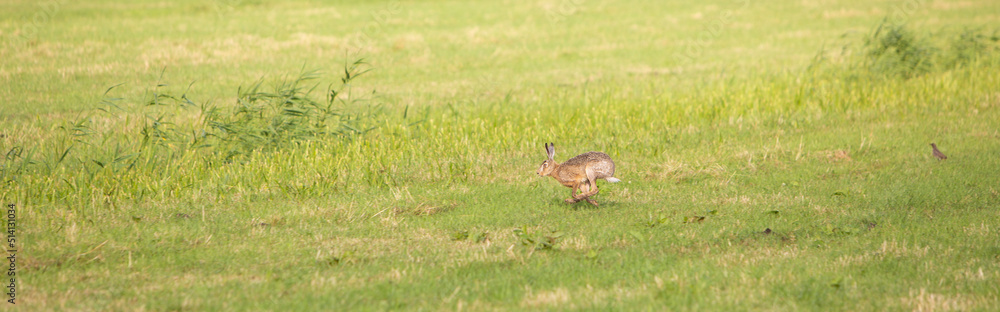 Fototapeta premium running hare in geen meadow