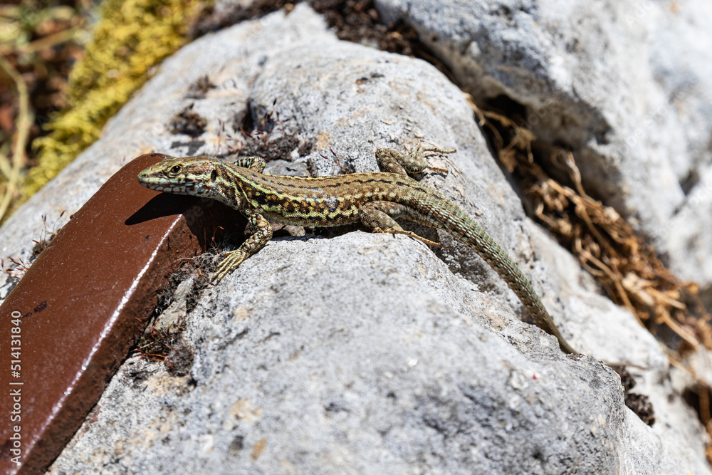 Obraz premium lizard on the stone