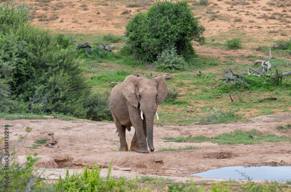 Fototapeta premium Elefant im Naturreservat Addo Elephant National Park Südafrika
