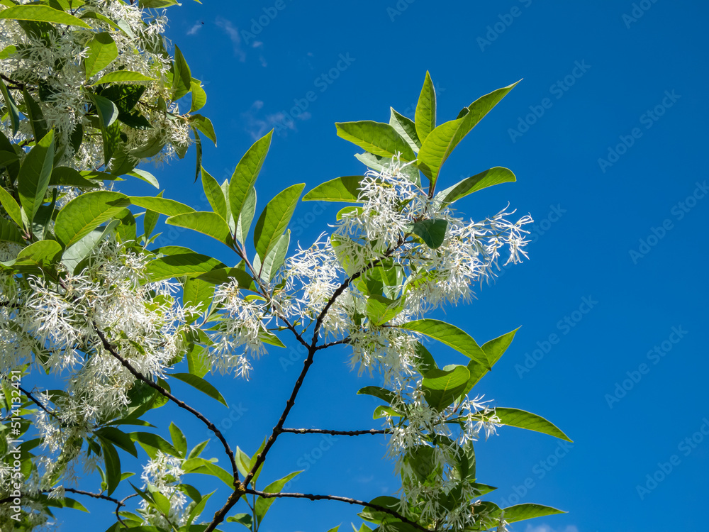Obraz premium The White fringetree (Chionanthus virginicus) with richly-scented, pure white flowers in the garden with bright blue sky in the background
