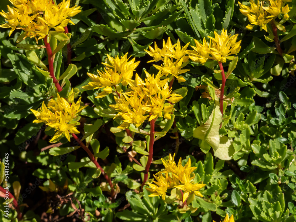 The stringy, gold moss stonecrop and graveyard moss (Sedum sarmentosum) with multiple branching stems, that form rosettes of fleshy, grey-green leaves with pointed tips. Flowers yellow in clusters The stringy, gold moss stonecrop and graveyard moss (Sedum sarmentosum) with multiple branching stems, that form rosettes of fleshy, grey-green leaves with pointed tips. Flowers yellow in clusters