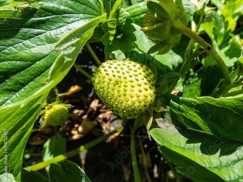 Macro of strawberry plant forming a small green and yellow fruit. Small, unripe, green strawberry fruit maturing in the garden surrounded with leaves in sunlight