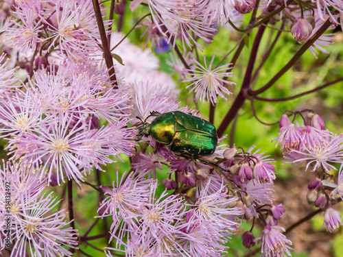 Close-up of the Siberian columbine meadow-rue, French or greater meadow-rue (Thalictrum aquilegiifolium) flowering with clusters of fluffy pink flowers in flat-topped panicles photo