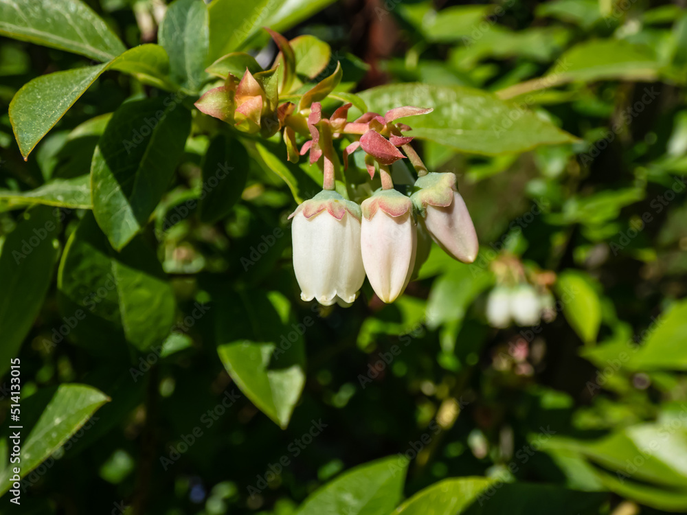 Obraz premium Macro shot of white flowers of cultivated blueberries or highbush blueberries growing on branches of blueberry bush surrounded with green leaves in bright sunlight in the garden