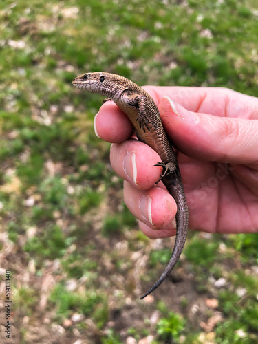 A lizard sits on the palm of a person. Selective focus..