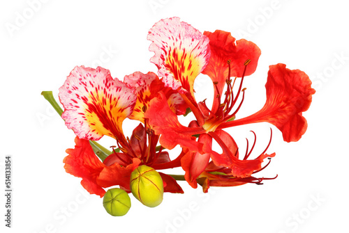 Colorful of Peacock's Crest flowers or Caesalpinia pulcherrima  flowers isolated on white background photo