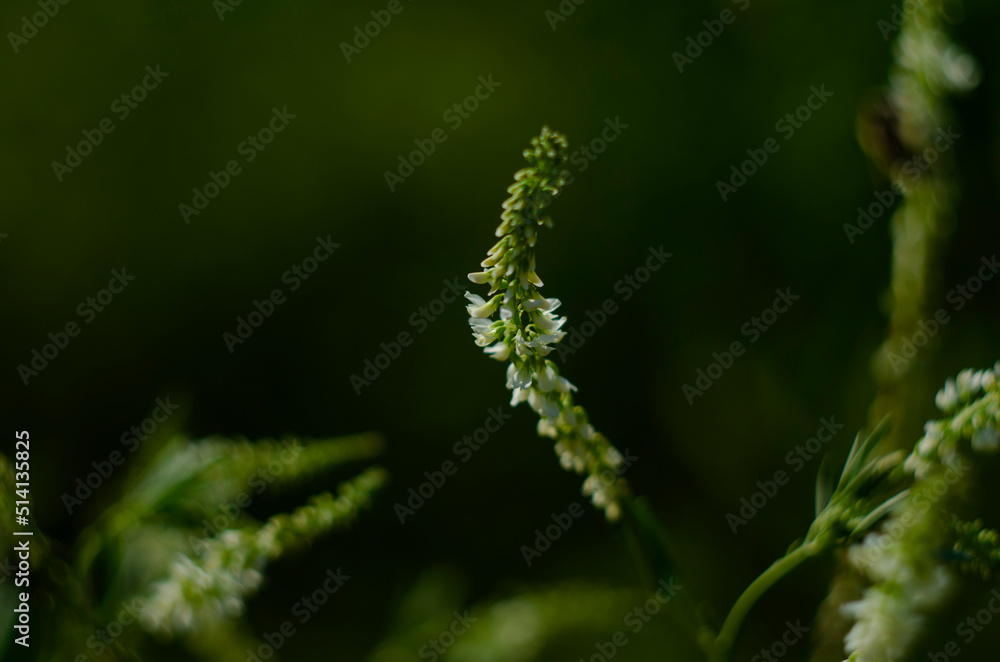 Flower of a white sweetclover plant, Melilotus albus Flower of a white sweetclover plant, Melilotus albus