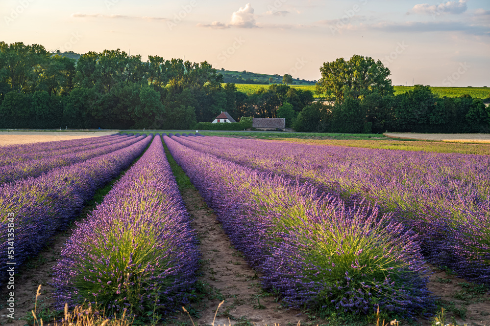 Fototapeta premium lavender field in region