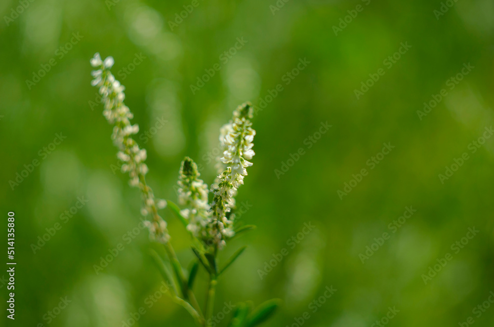 Flower of a white sweetclover plant, Melilotus albus