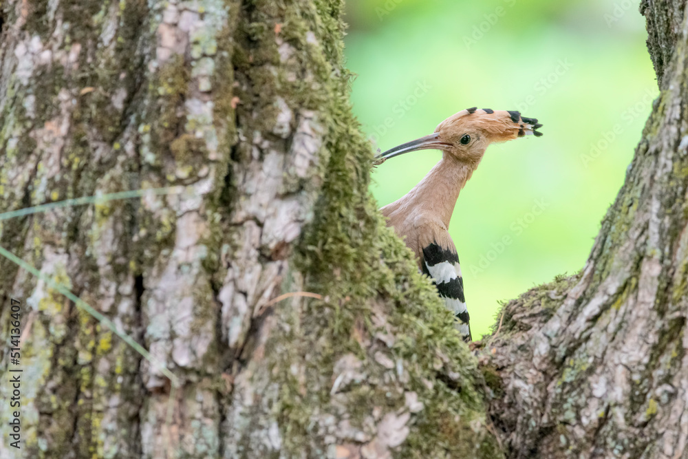 Eurasian hoopoe on nest (Upupa epops) Eurasian hoopoe on nest (Upupa epops)